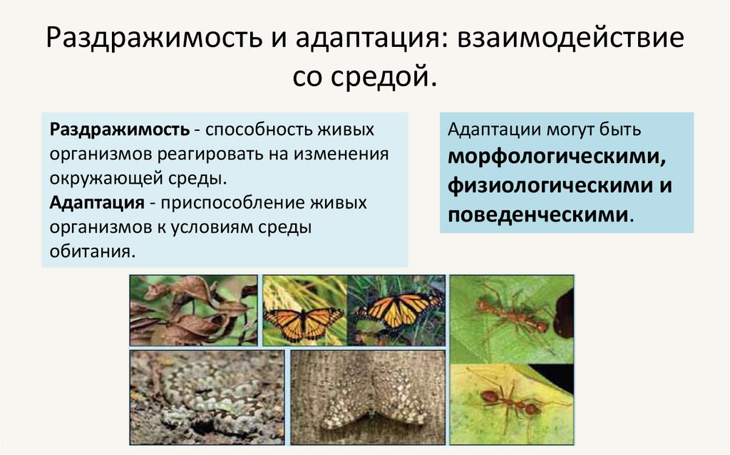 Раздражимость и адаптация: взаимодействие со средой.