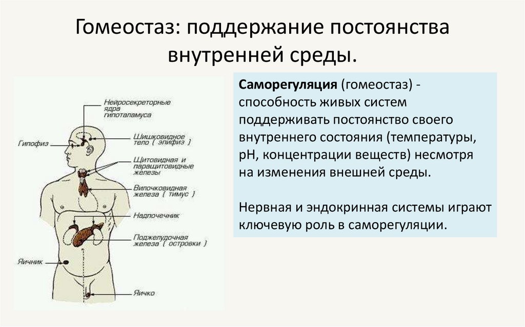 Гомеостаз: поддержание постоянства внутренней среды.