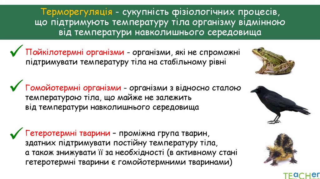 Терморегуляція - сукупність фізіологічних процесів, що підтримують температуру тіла організму відмінною від температури