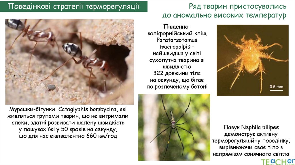 Поведінкові стратегії терморегуляції