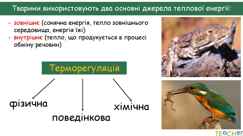 Тварини використовують два основні джерела теплової енергії: