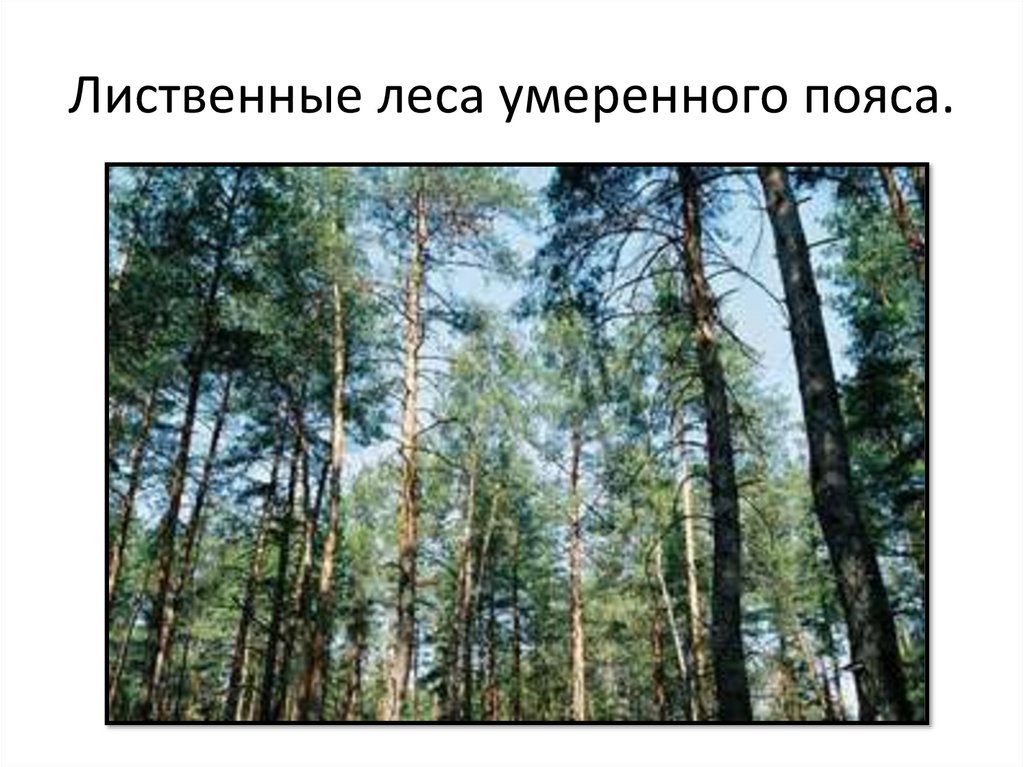 Лиственные леса умеренного пояса.