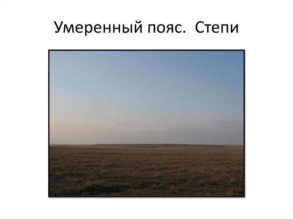 Умеренный пояс. Степи