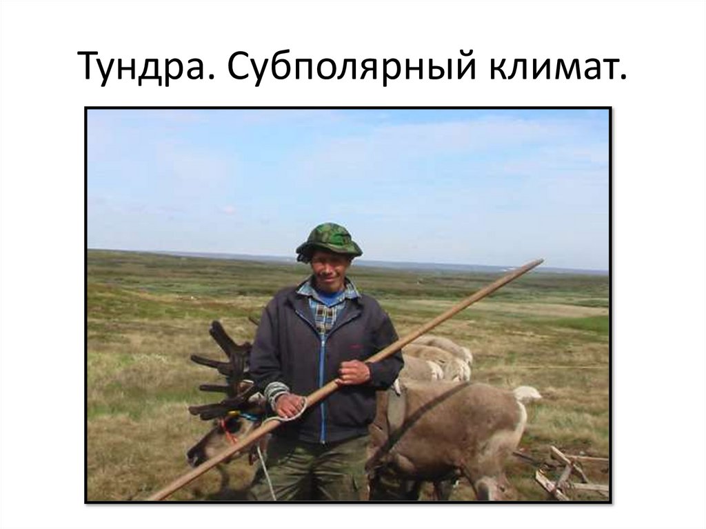 Тундра. Субполярный климат.
