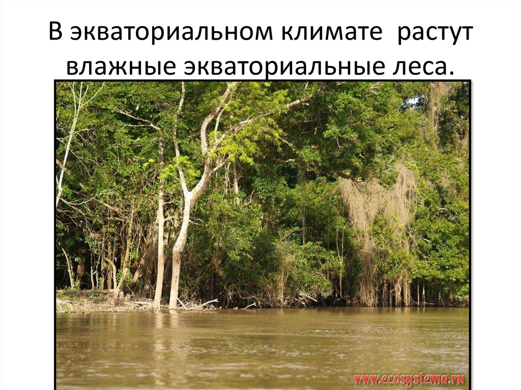 В экваториальном климате растут влажные экваториальные леса.