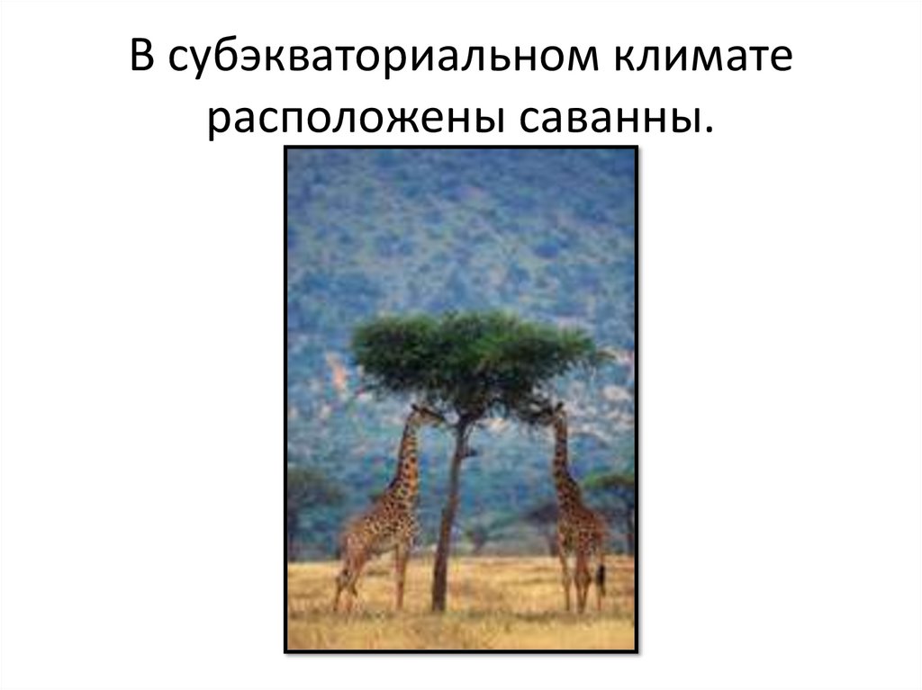В субэкваториальном климате расположены саванны.