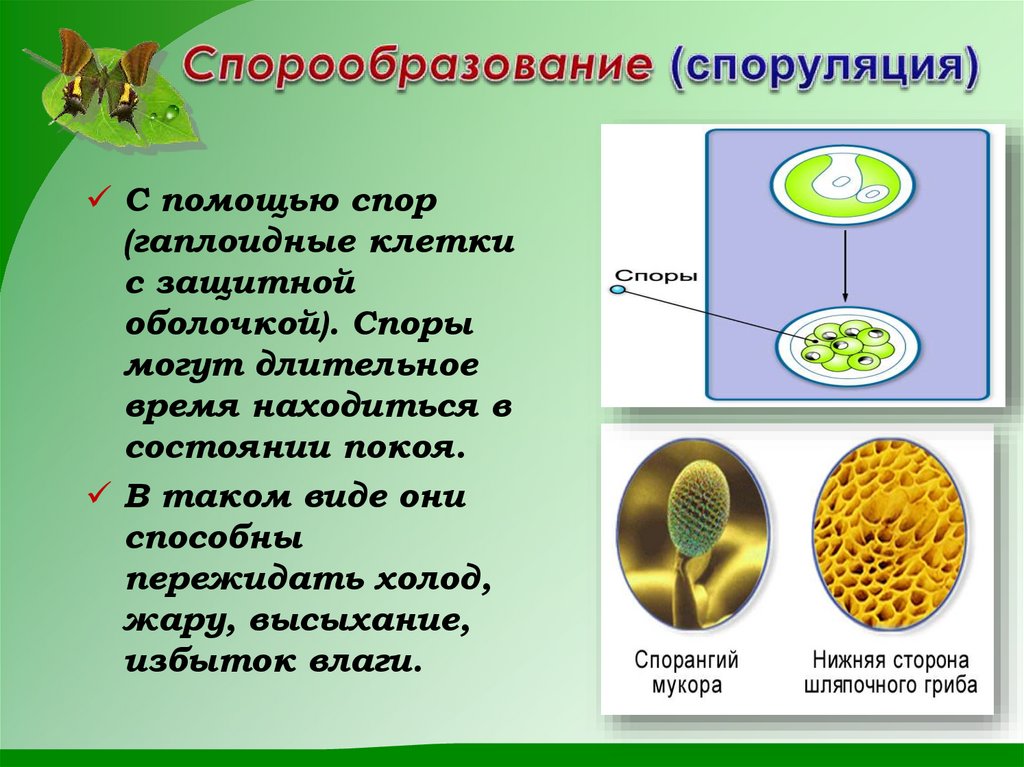 Спорообразование (споруляция)