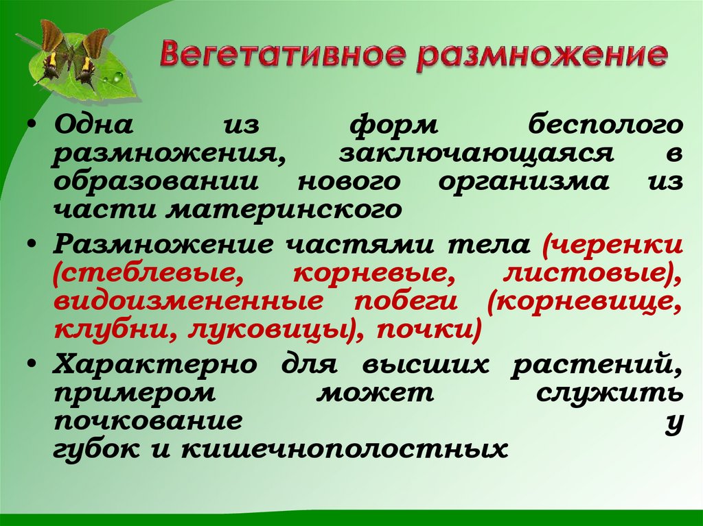 Вегетативное размножение