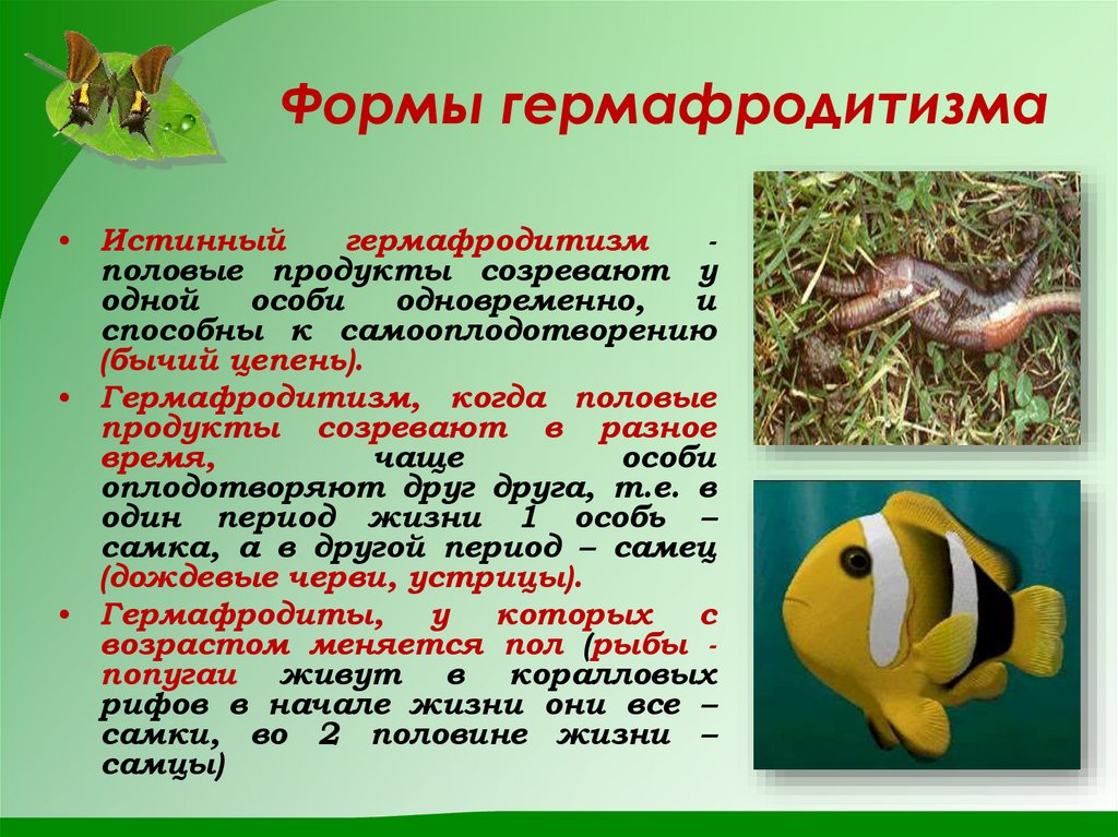 Формы гермафродитизма