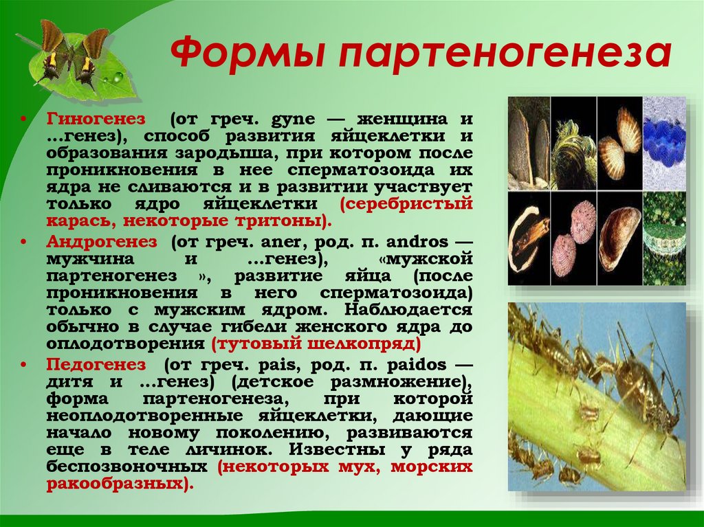 Формы партеногенеза