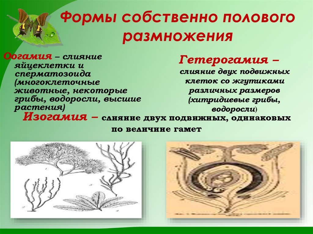 Формы собственно полового размножения