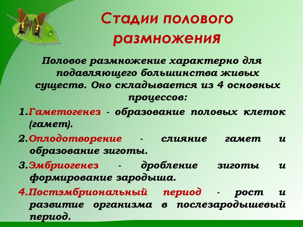 Стадии полового размножения
