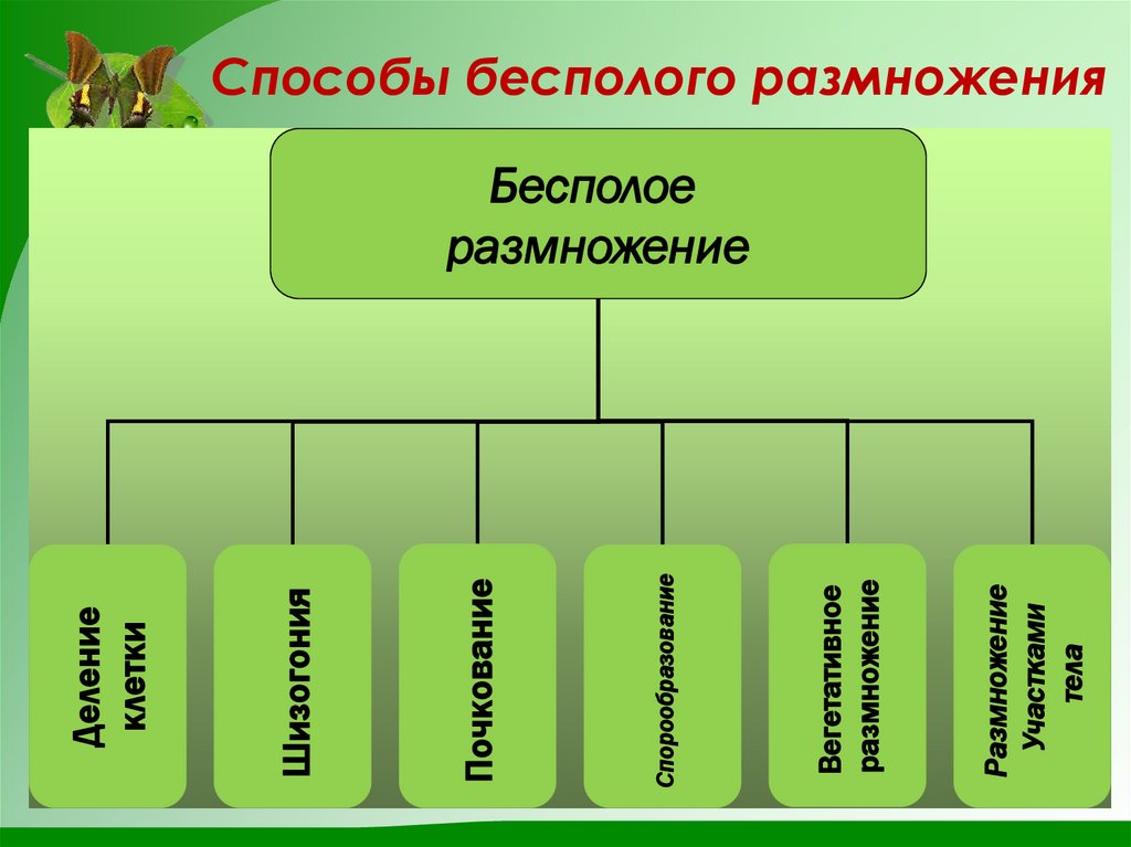 Способы бесполого размножения