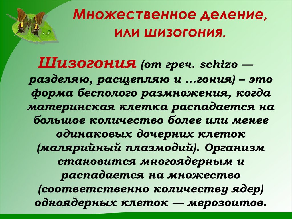 Множественное деление, или шизогония.