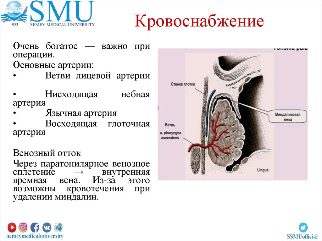 Кровоснабжение