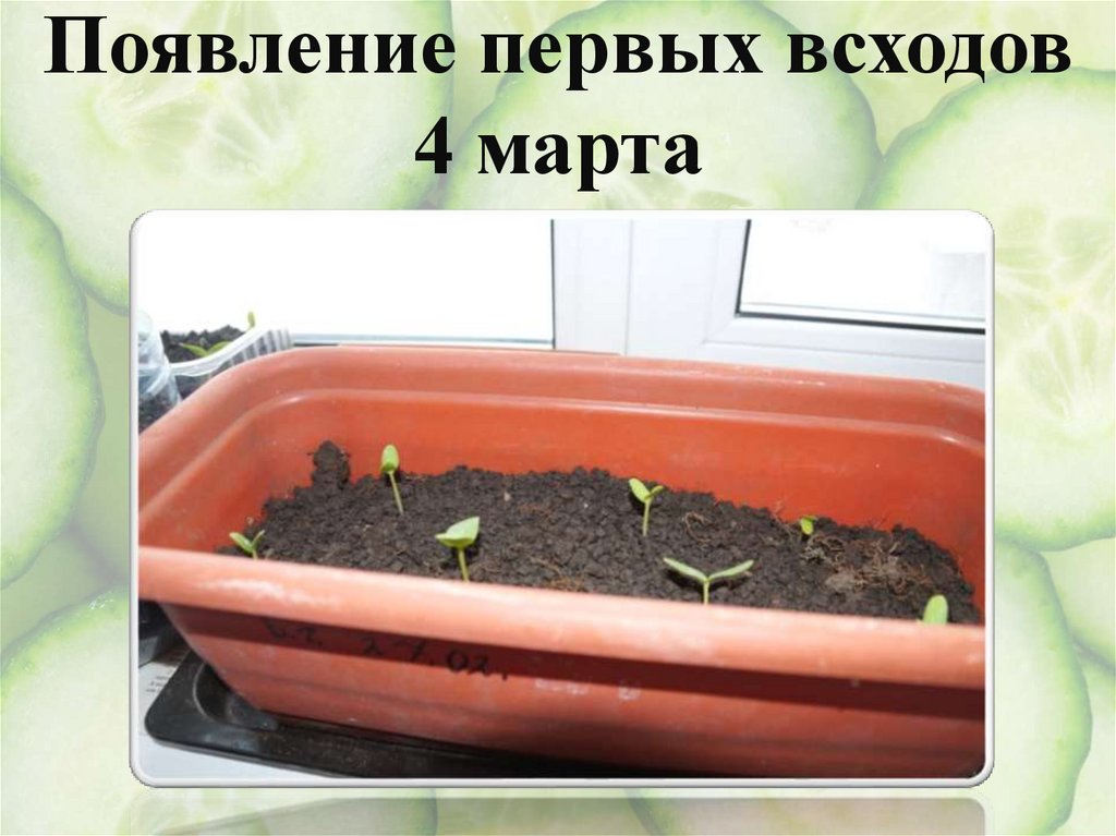 Замачивание и посадка семян 26 февраля 27 февраля