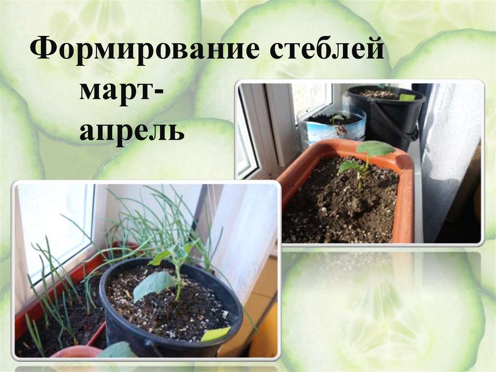 Появление первых всходов 4 марта