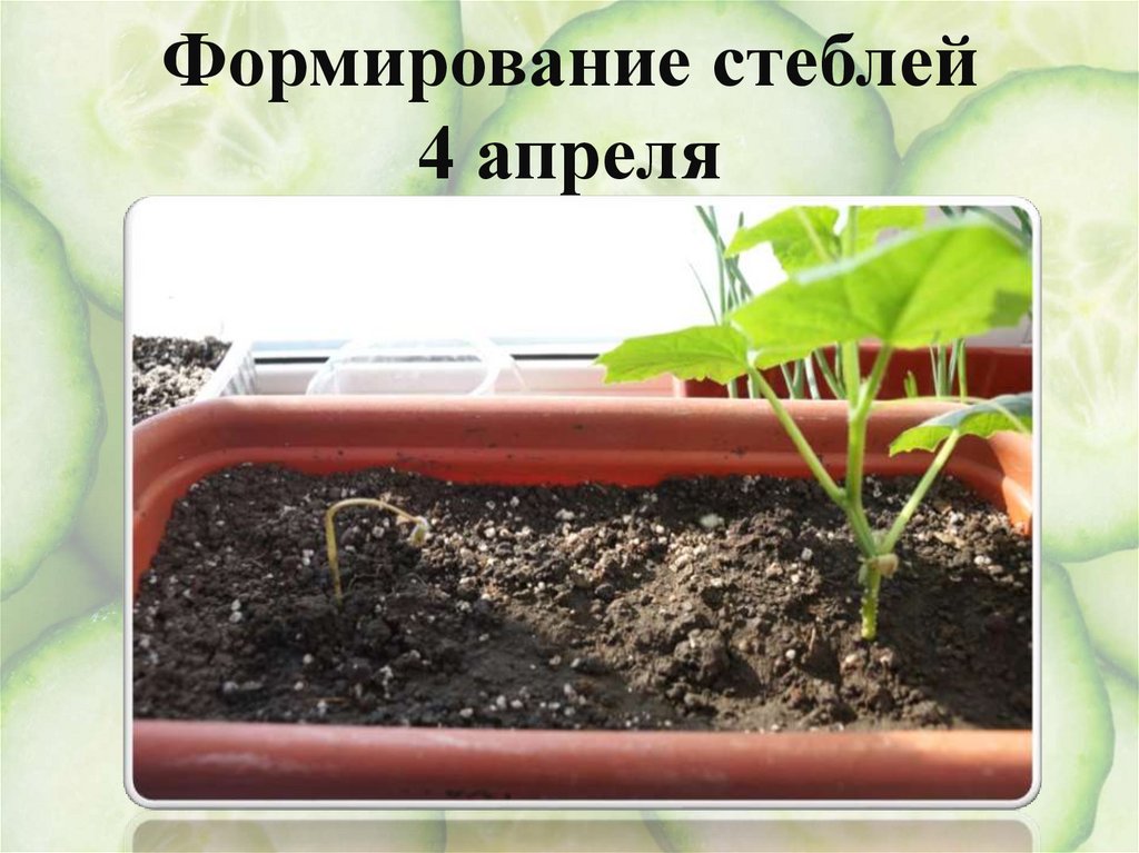 Формирование стеблей март- апрель