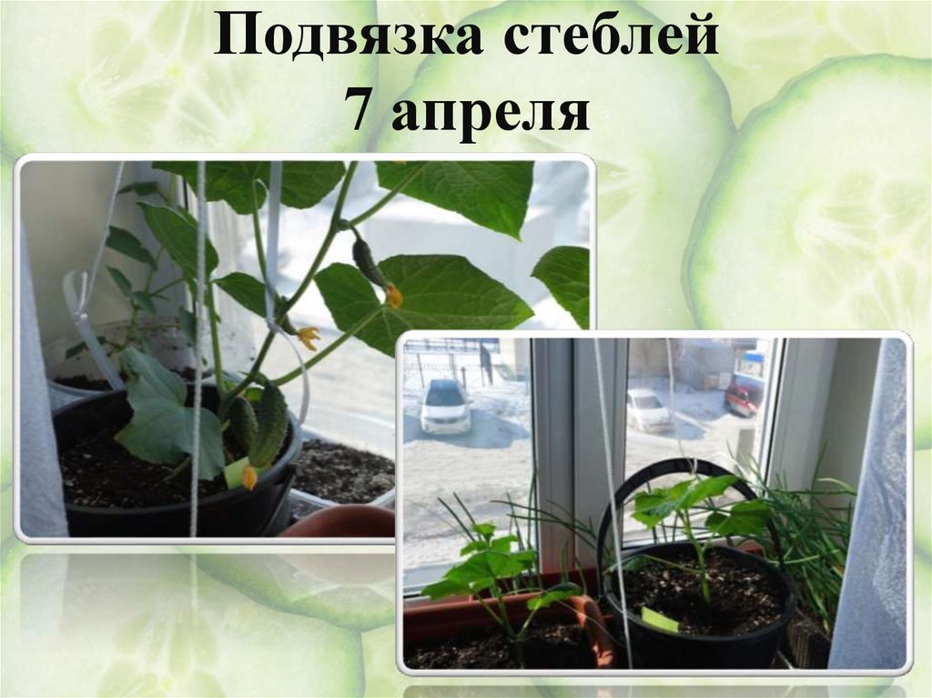 Формирование стеблей 4 апреля