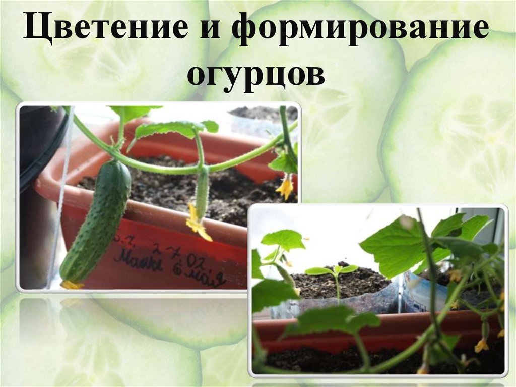 Первые огурчики 19 апреля