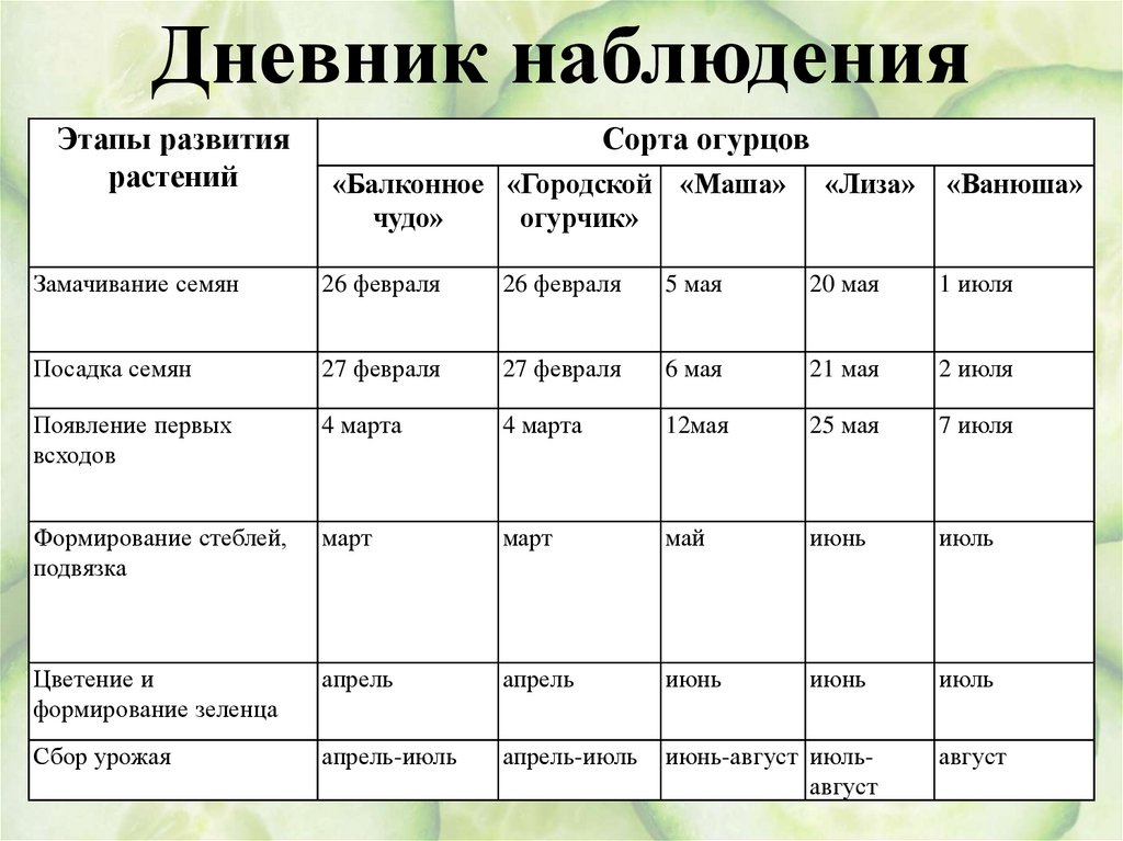 Цветение и формирование огурцов