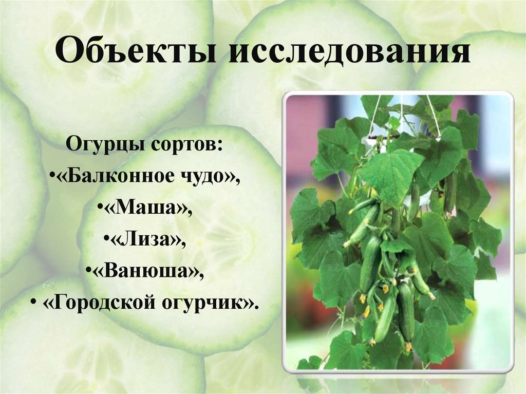 Объекты исследования