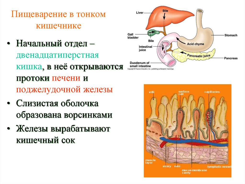 Пищеварение в тонком кишечнике