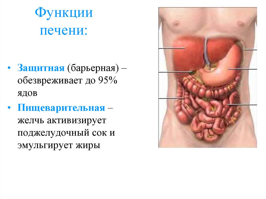 Функции печени: