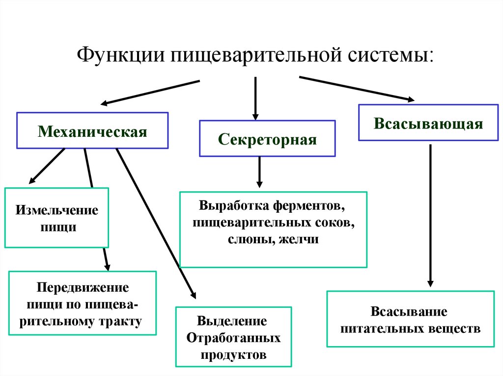 Функции пищеварительной системы: