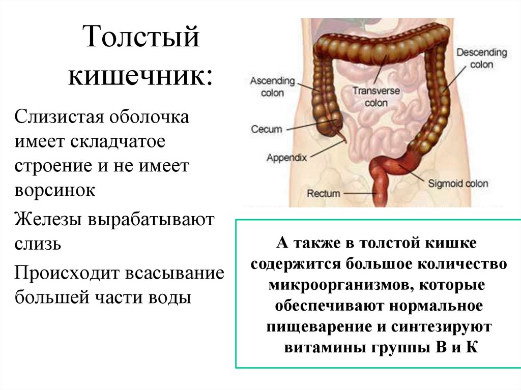 Толстый кишечник: