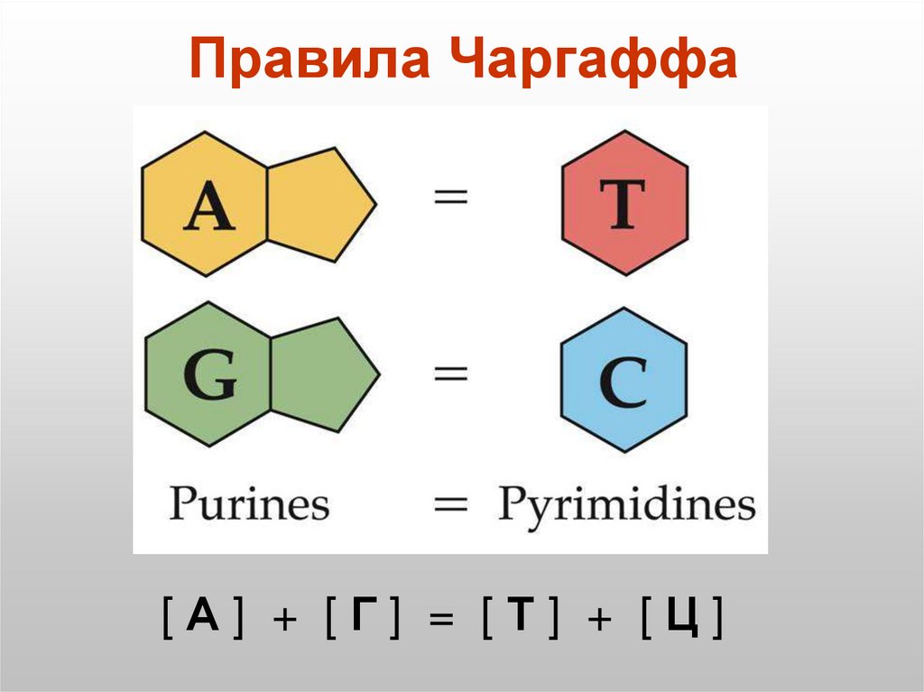 Правила Чаргаффа