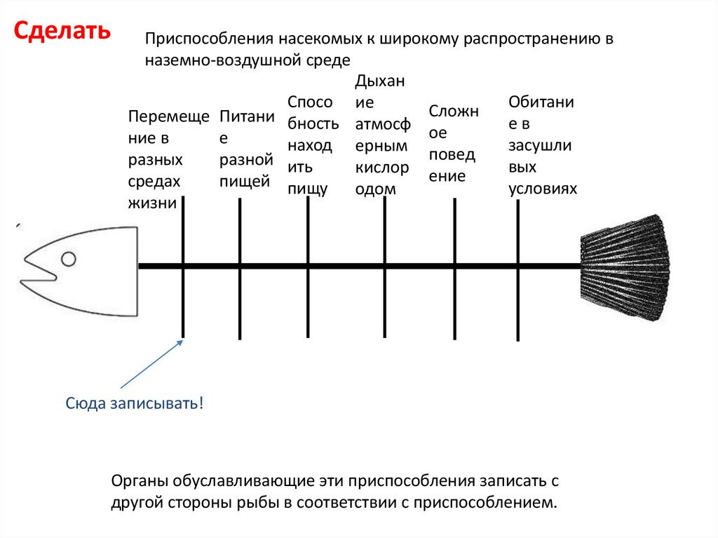 Развитие насекомых