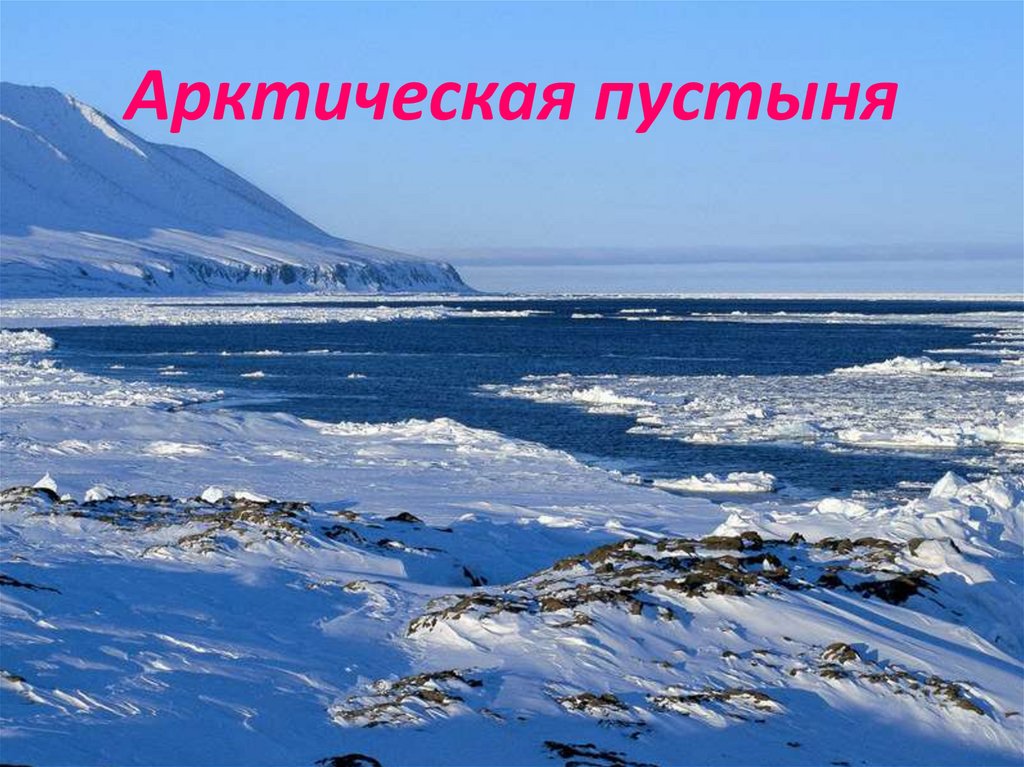 Арктическая пустыня