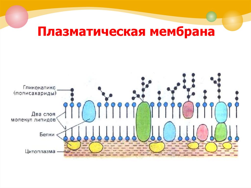 Плазматическая мембрана