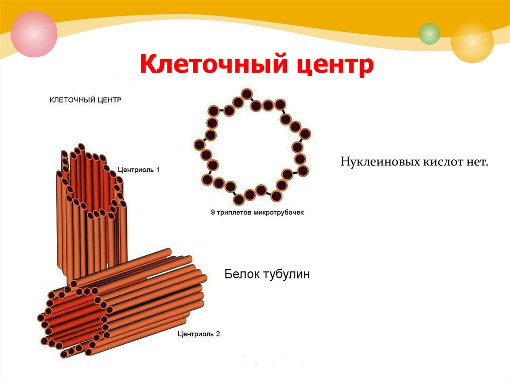 Клеточный центр