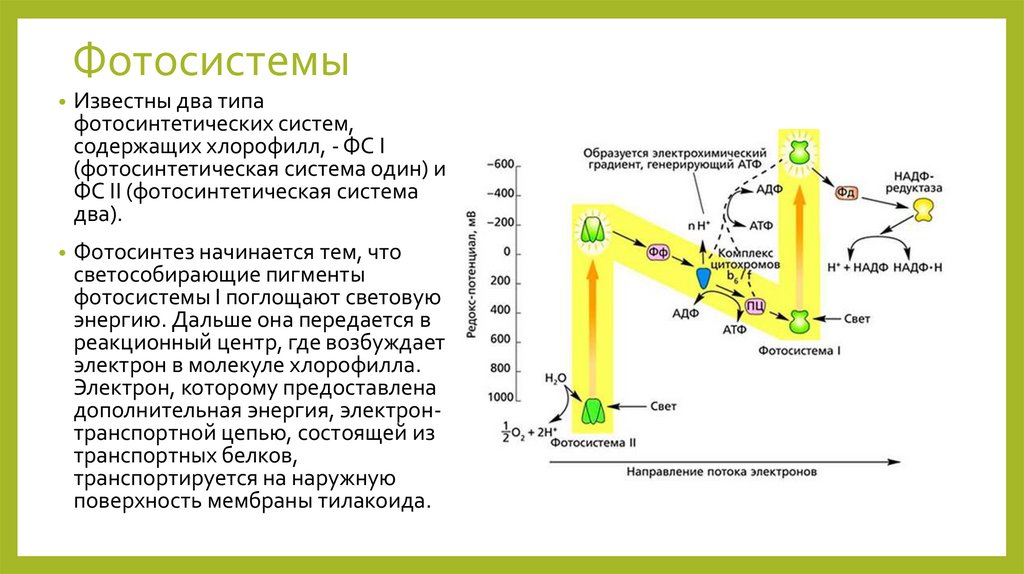 Фотосистемы