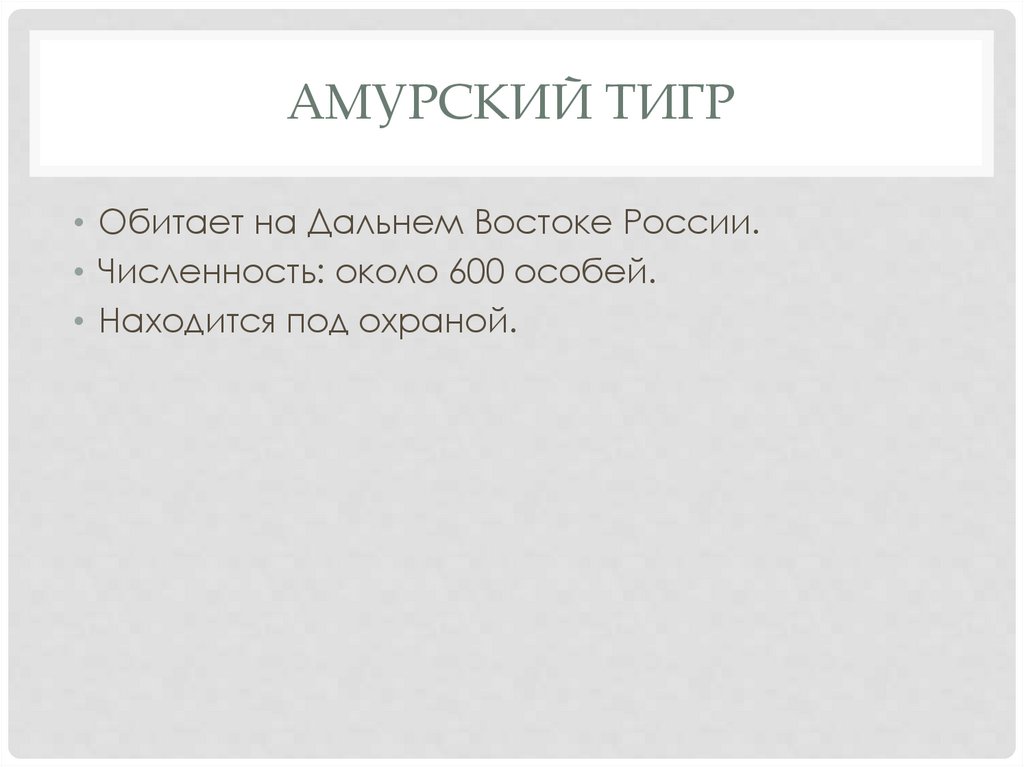 Амурский тигр