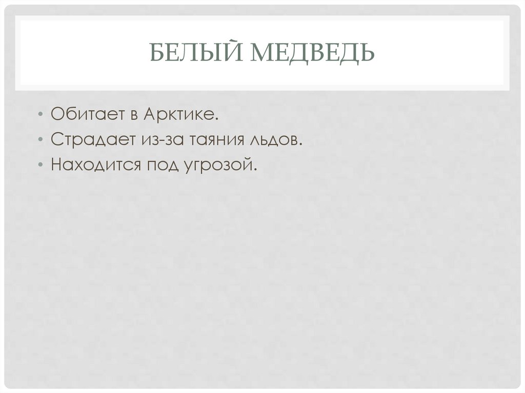 Белый медведь