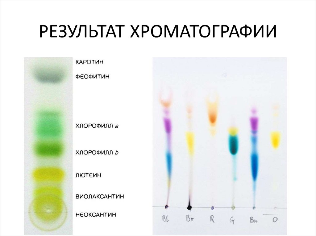 РЕЗУЛЬТАТ ХРОМАТОГРАФИИ