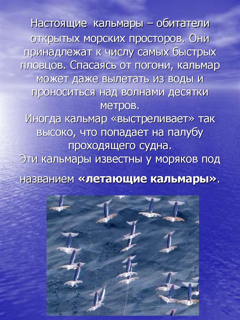 Настоящие кальмары – обитатели открытых морских просторов. Они принадлежат к числу самых быстрых пловцов. Спасаясь от погони,