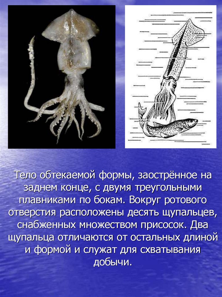 Тело обтекаемой формы, заострённое на заднем конце, с двумя треугольными плавниками по бокам. Вокруг ротового отверстия