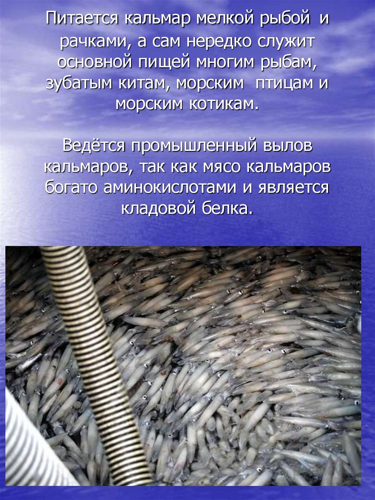 Питается кальмар мелкой рыбой и рачками, а сам нередко служит основной пищей многим рыбам, зубатым китам, морским  птицам и