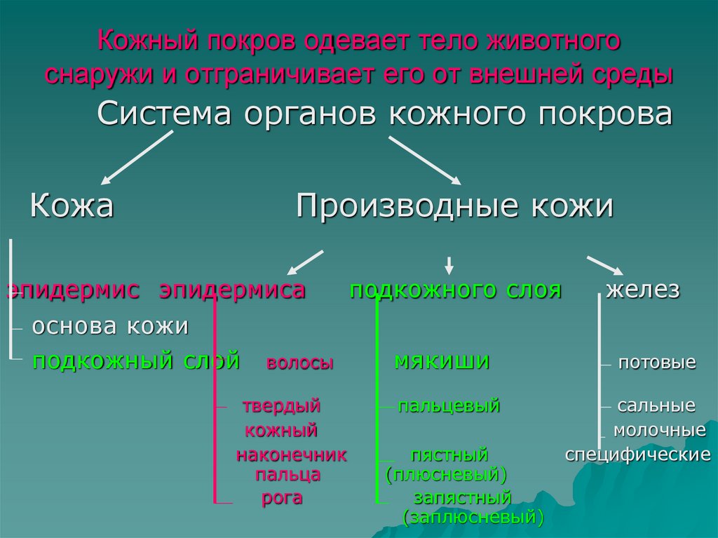 Кожный покров одевает тело животного снаружи и отграничивает его от внешней среды
