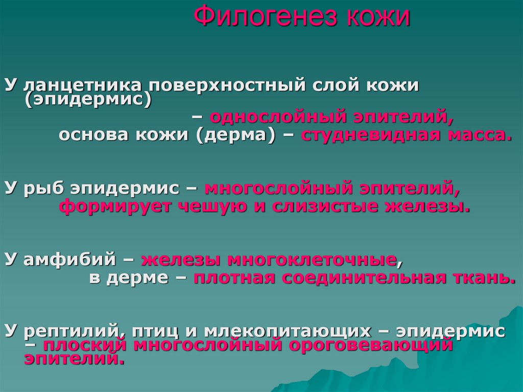 Филогенез кожи