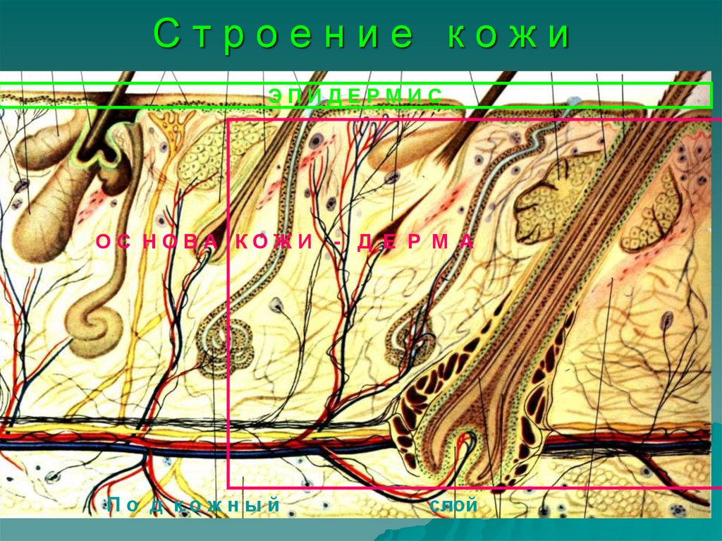 С т р о е н и е к о ж и