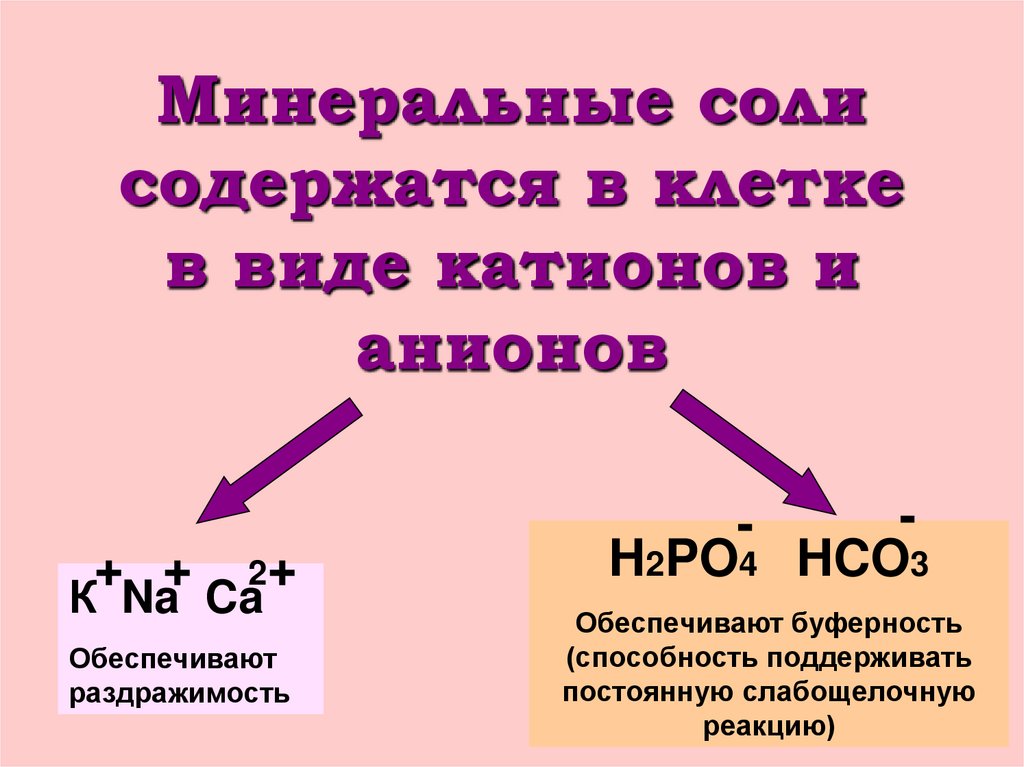 Минеральные соли содержатся в клетке в виде катионов и анионов