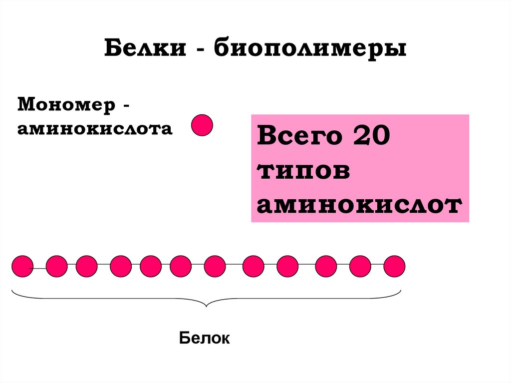 Белки - биополимеры