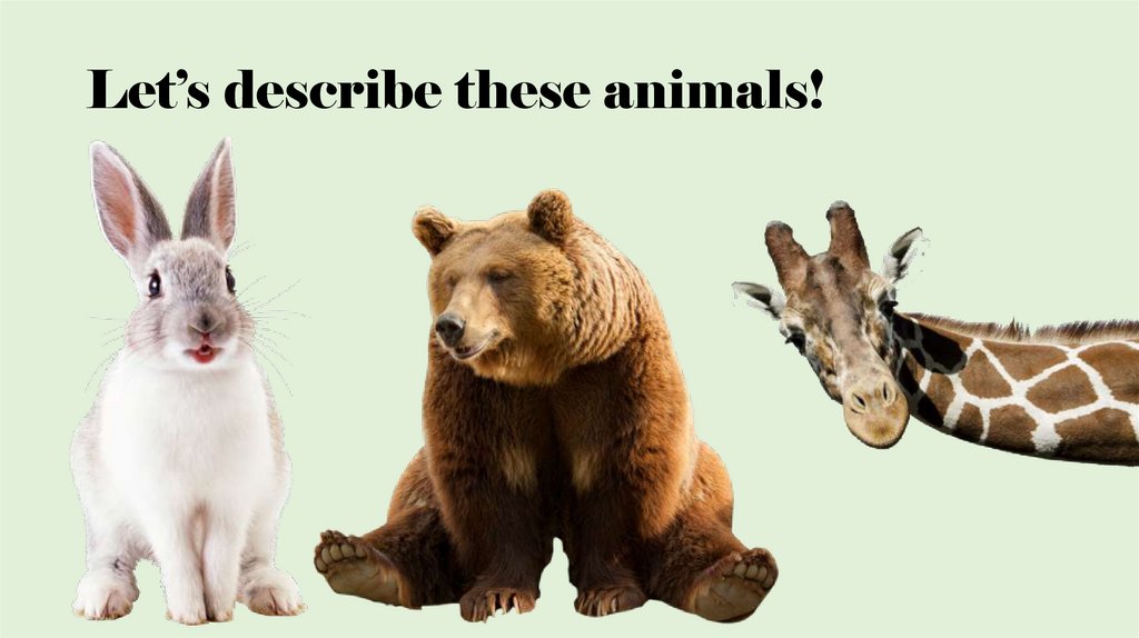 Let’s describe these animals!