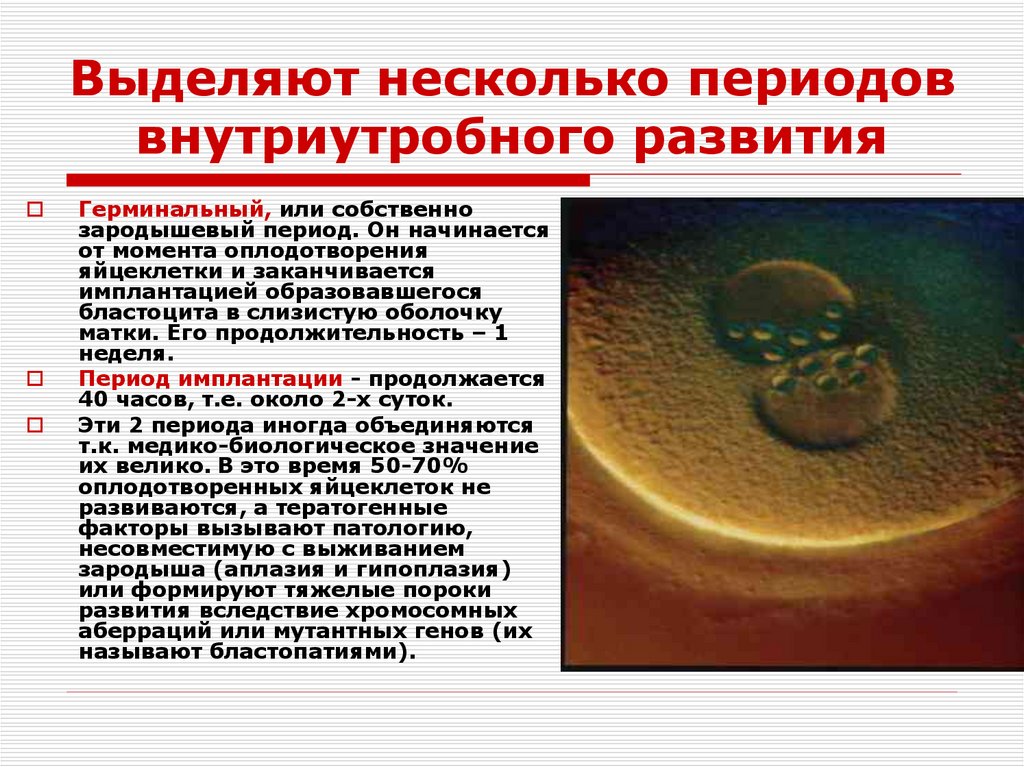 Выделяют несколько периодов внутриутробного развития