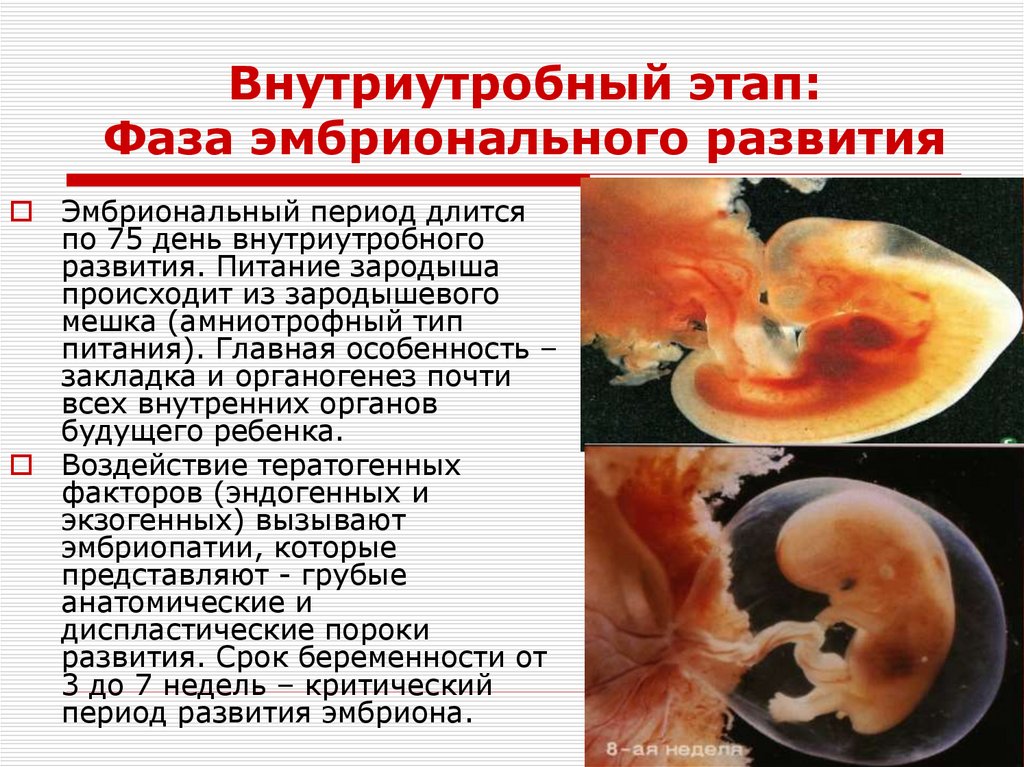 Внутриутробный этап: Фаза эмбрионального развития